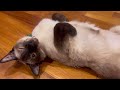 Siamese cats' morning routine - summer 2023
