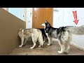 How small is the hole that a husky can fit through? Now We Know Who the Fattest of the Dogs is!