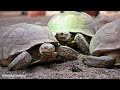 Enchanting Jungle Wildlife 4K ULTRA HD - Tranquil Landscape Film with Calming Music