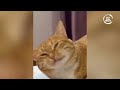 Funniest Animals 😄 New Funny Cats and Dogs Videos 😹🐶 - Ep.8