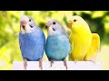 اجمل صوت تغريد لتنشيط طائر البادجي (طيور الحب) على اللعب و الهيجان والتغريد