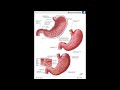 Анатомия и физиология - Лекция 65 - Функции и выделения желудка