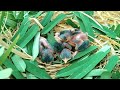 cute little bird baby 1  day and 2 days beautiful baby