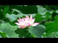 MEDITATION MUSIC FOR GOOD NIGHT SLEEP PEACEFUL MIND 10 Minute Meditation