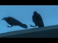 Crows eating on the skylight.