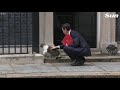 Larry the Downing Street cat’s best moments