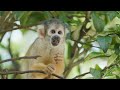 Rainforest Animals & Wildlife 4k | Jungle Sounds Ambient Music | Scenic Nature, Birds, Monkeys ASMR