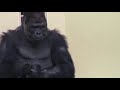 恋の駆け引き シャバーニとネネ Love game gorilla Shabani & Nene 24