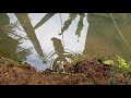 Mancing belut besar di batu pondasi kolam kecil depan teras rumah | fishing eels in foundation holes