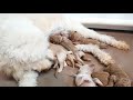 GOLDENDOODLE BREEDER DAY IN THE LIFE | 9 newborn goldendoodle puppies