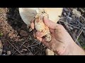 Matsutake Hunting in the Olympic Mountains- Amazing Patch!