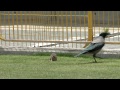 Crow vs Rat