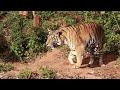 #movements  of elephants and tigers#animes