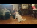 Forrest learning rollover - 10 month old yellow lab
