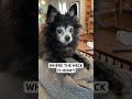 Where the Heck Is Mom?! (ORIGINAL) by Puppy Songs - Available on Spotify + Apple Music