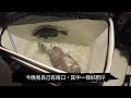 40cm牛屎上水🤩#釣魚#香港釣魚#磯釣#牛屎