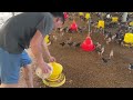 350 Days of Caring for Millions of Chickens from Birth to Adulthood - Poultry Farming
