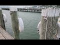 June Days Scenic Vlog | Port Town Marina, Wild Roses, Crepe Café, Beaches, Shop | Silent *Captions*