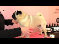 How to de shed a pug