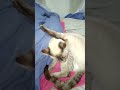 Oi galerinha!!! Bom deixem dicas para minha gata sarar a pata pode ser um remédio  thau