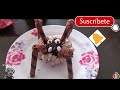 Receta de Halloween fácil de hacer, araña de mantecadas #halloween #recetas