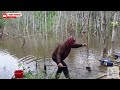 Campuran lumut terbaik, mancing nila liar langsung strike babon #mancing #mancingnila #subscribe