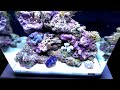 Dennerle Marinus Meerwasser nano cube Nano reef tank 60l German reeftank #germany #aquarium #reef