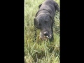 Sally eating another gopher - with audio!