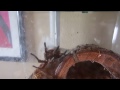 Tarantula A. aberrans sperm web
