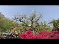 4K Seongonsa Temple, Anseong-si, Gyeonggi-do / Spring Flower Sightseeing Hot Place / Drone Shot