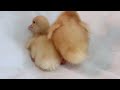 Baby Duck Hatching