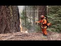 08-07-2024 Mill Creek, CA - Backfire Operations on HWY 36/89, Trees Torching, Inmate Crews Working