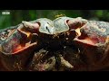 Yellow Crazy Ants Kill Red Crab | Planet Earth II | BBC Earth