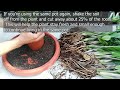 How to Grow, Care and Repotting ZZ Plant (Zanzibar Gem) for Indoor in Plastic Pots