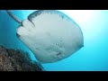 3 HOURS of 4K Underwater Wonders + Relaxing Music - Coral Reefs & Colorful Sea Life in ULTRA HD #3
