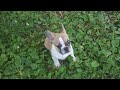 French Bulldog Puppy Out for the 1st time