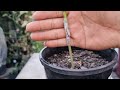 whip and tongue grafting loquat tree