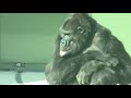Shabani punched me many times.😢 Higashiyama Zoo, Western Gorilla