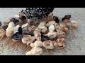 200 Chicks with one hen - Aseel hen harvesting eggs to chicks