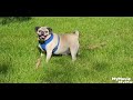 Pug Kingsley out on his walk.and  if you haven't please 👍 Subscribe 🔔