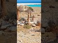 Extraterrestrial Island #travel #shorts #nomadnuggets #socotraisland #socotra #yemen #dragonsblood