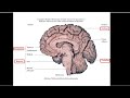 OGWN Livestream 29:  Left vs Right Cerebral Hemispheres