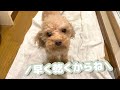 犬と旦那のお風呂タイムを覗き見したら修羅場のような入浴方法でした…w【トイプードル】【タイニープードル】