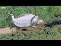 Lizard Fends Off Predators To Protect Her Eggs | Life | BBC Earth