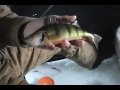 ICEFISHING - SONAR & SUSPENDED PERCH