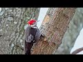 Pileated Woodpeckers  at 1/5 speed in Pittsburgh's Frick Park