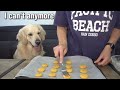 Dog's reaction to cooking cookies