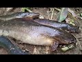 MANCING LOBANG LIMBAT DI SEMAK SEMAK|| MAKAN MALAM,PAKCIK DAN LINGGA SAMA LAHAP NYA