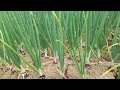 suksagar onion cultivated at balagarh
