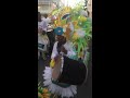 2019 Lil Brent at age 8 roll over Colours Junkanoo group